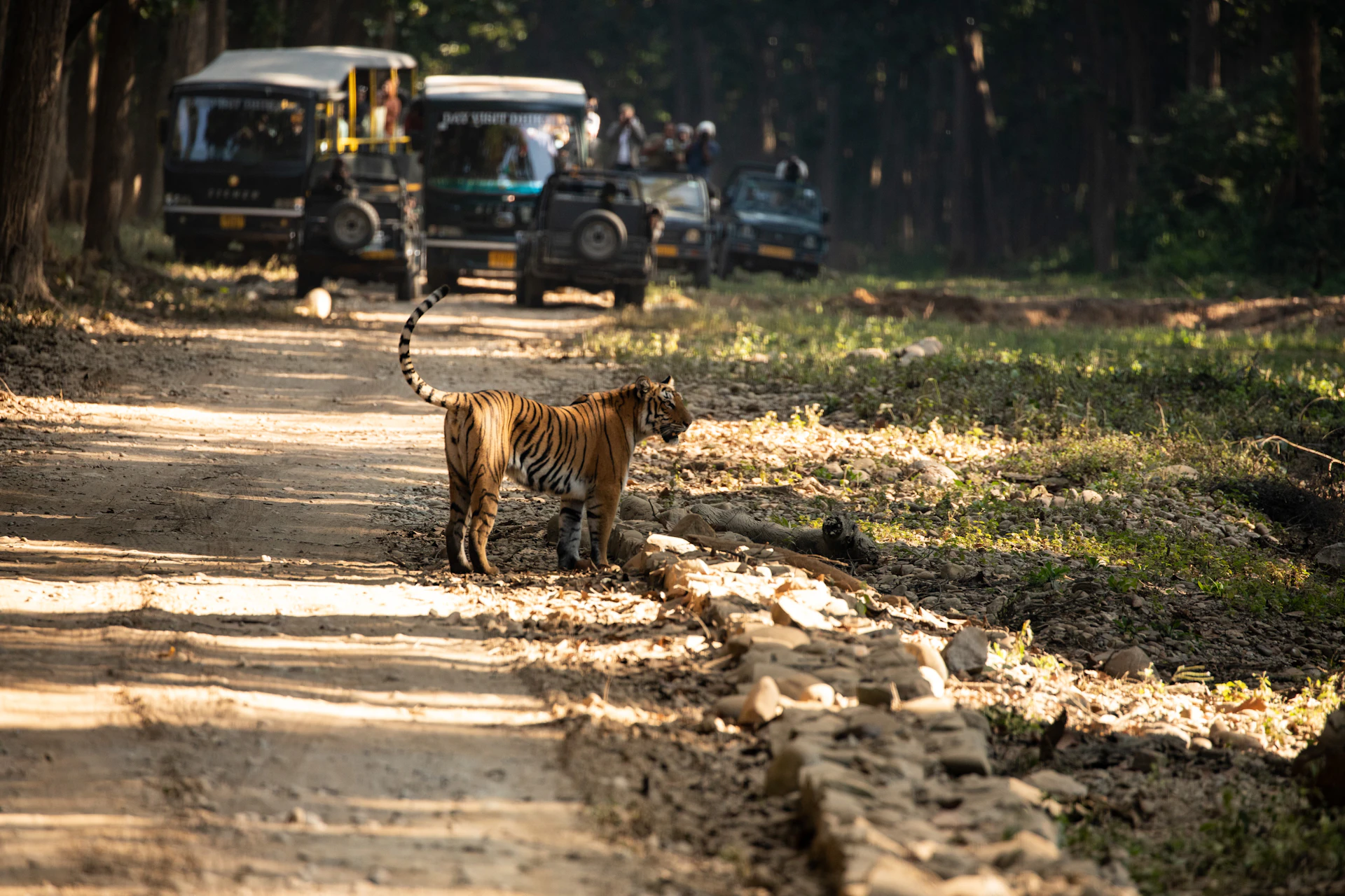 Tiger crossing a forest safari track in front of tourist safari vehicles