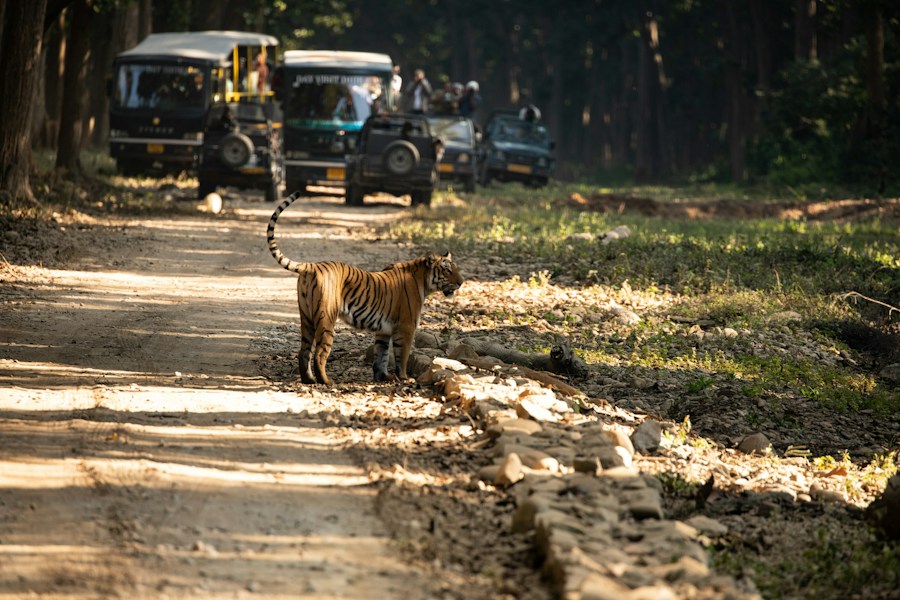 Jim Corbett National Park: India's Oldest Tiger Reserve