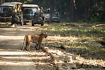 a tiger walking on a dirt road