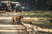 a tiger walking on a dirt road