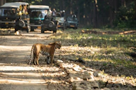 a tiger walking on a dirt road