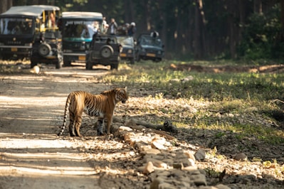 a tiger walking on a dirt road