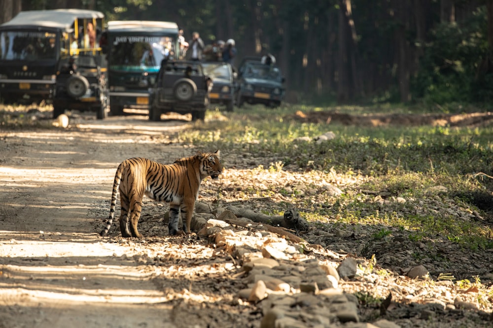 Un tigre marchant sur un chemin de terre