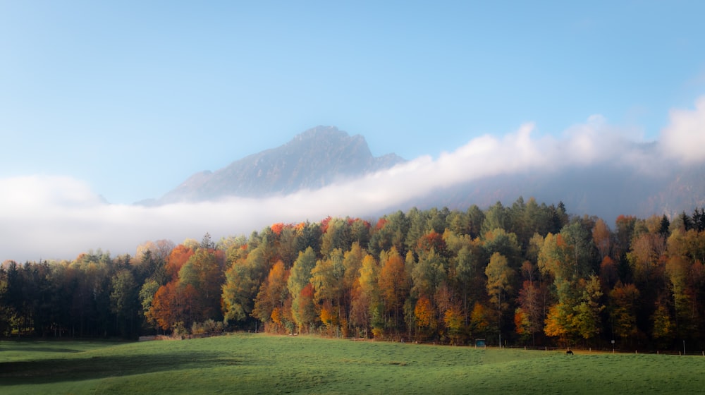 a forest of trees