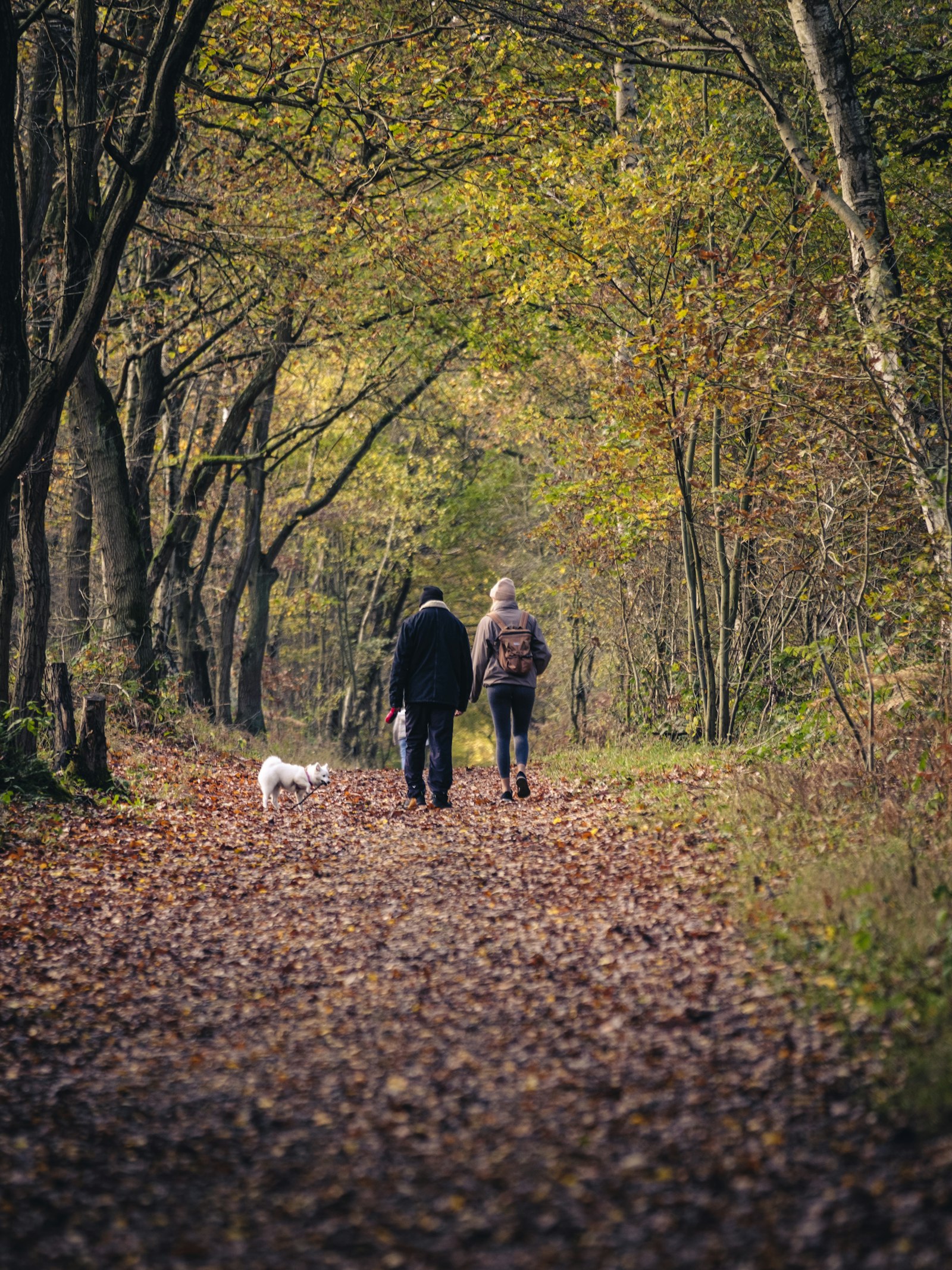 Dog on leash hiking with owners on a forest trail