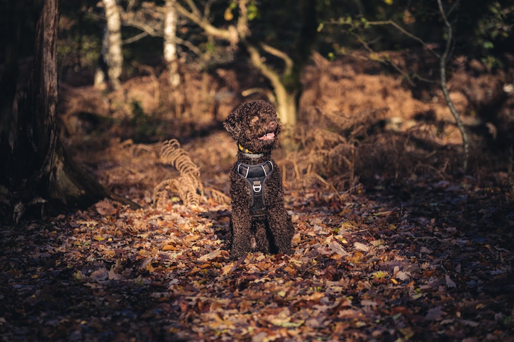 a statue in a forest