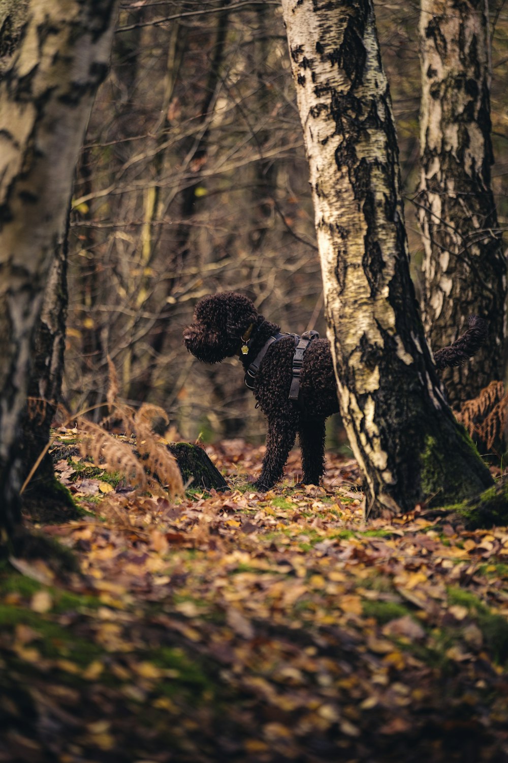 a dog in the woods