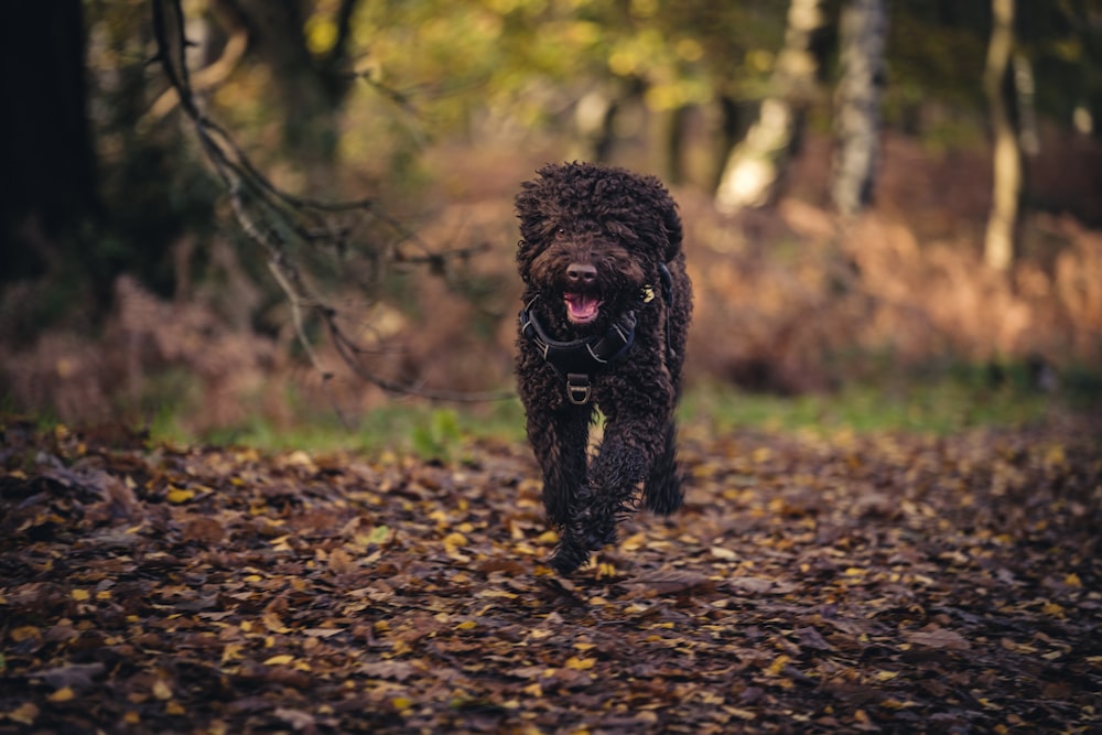 Un cane che corre in una foresta