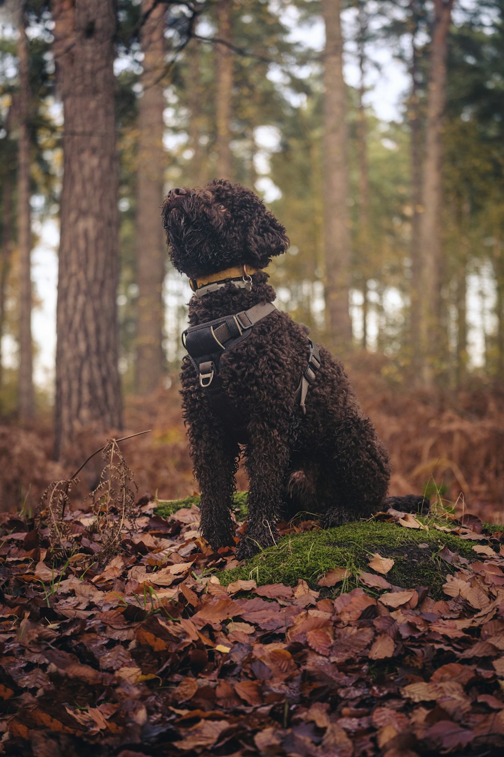 um cão sentado em uma floresta