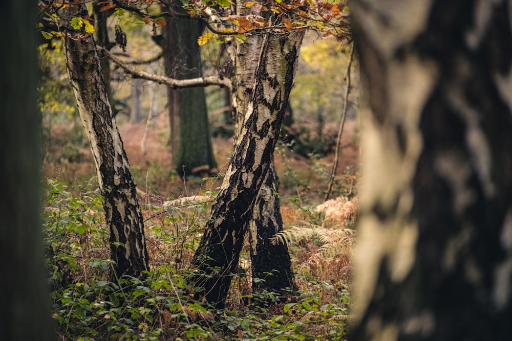 Ein Wald mit Bäumen