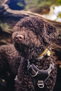A close-up of a brown curly-haired dog wearing a black harness and a yellow collar with a paw-shaped tag. The dog is situated outdoors against a blurred background of greenery and a large piece of wood.