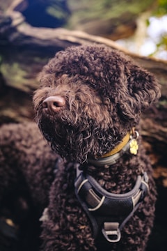 A close-up of a brown curly-haired dog wearing a black harness and a yellow collar with a paw-shaped tag. The dog is situated outdoors against a blurred background of greenery and a large piece of wood.