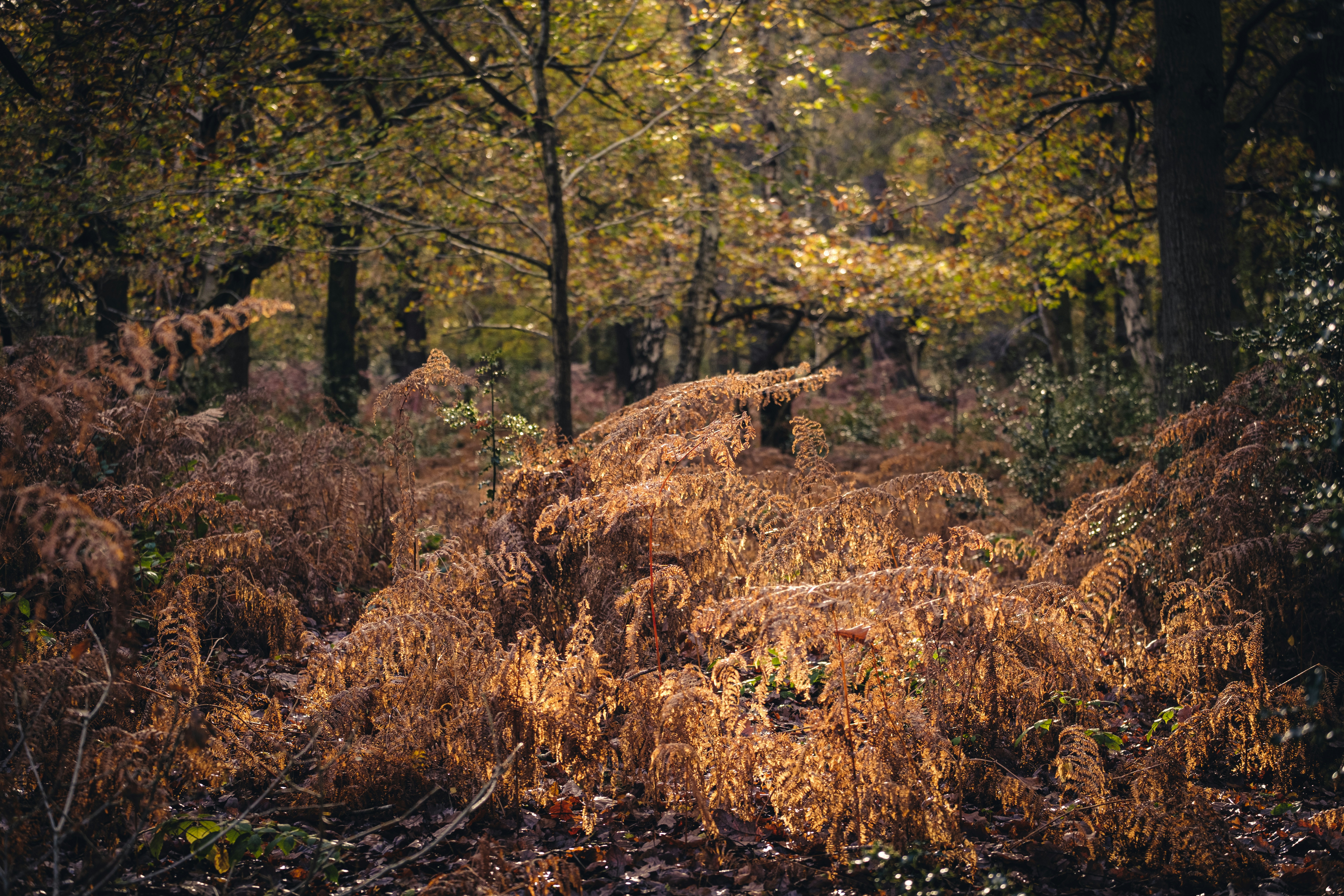 a forest with fallen leaves
