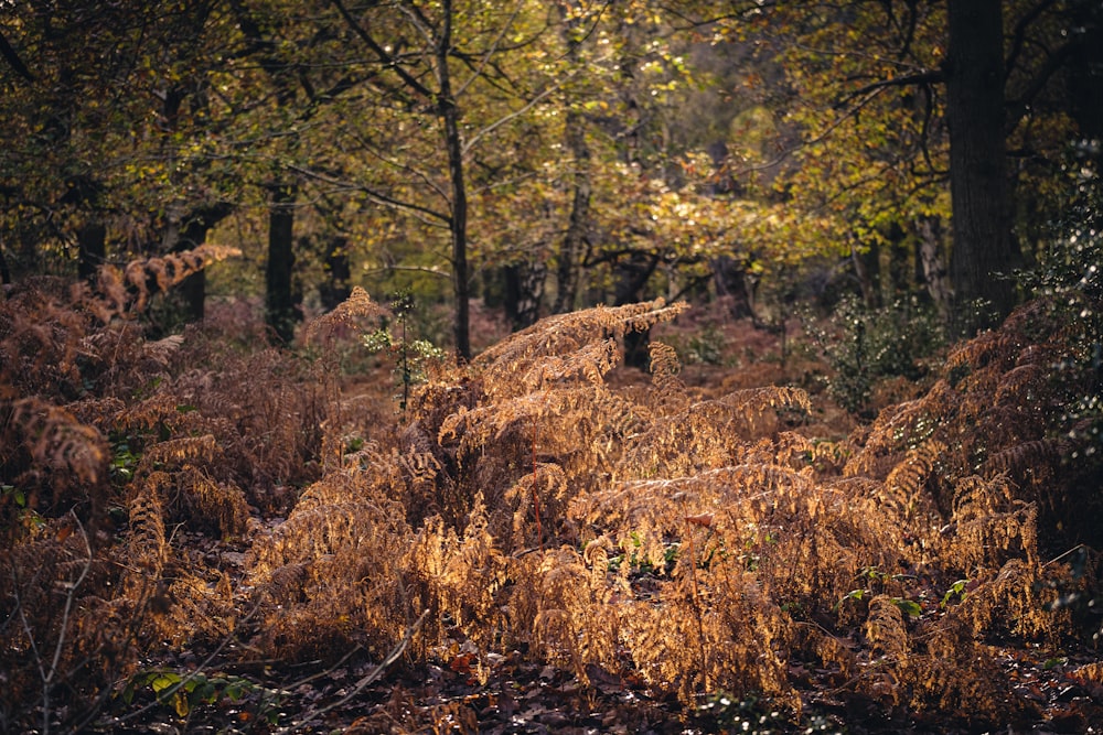 a forest with fallen leaves