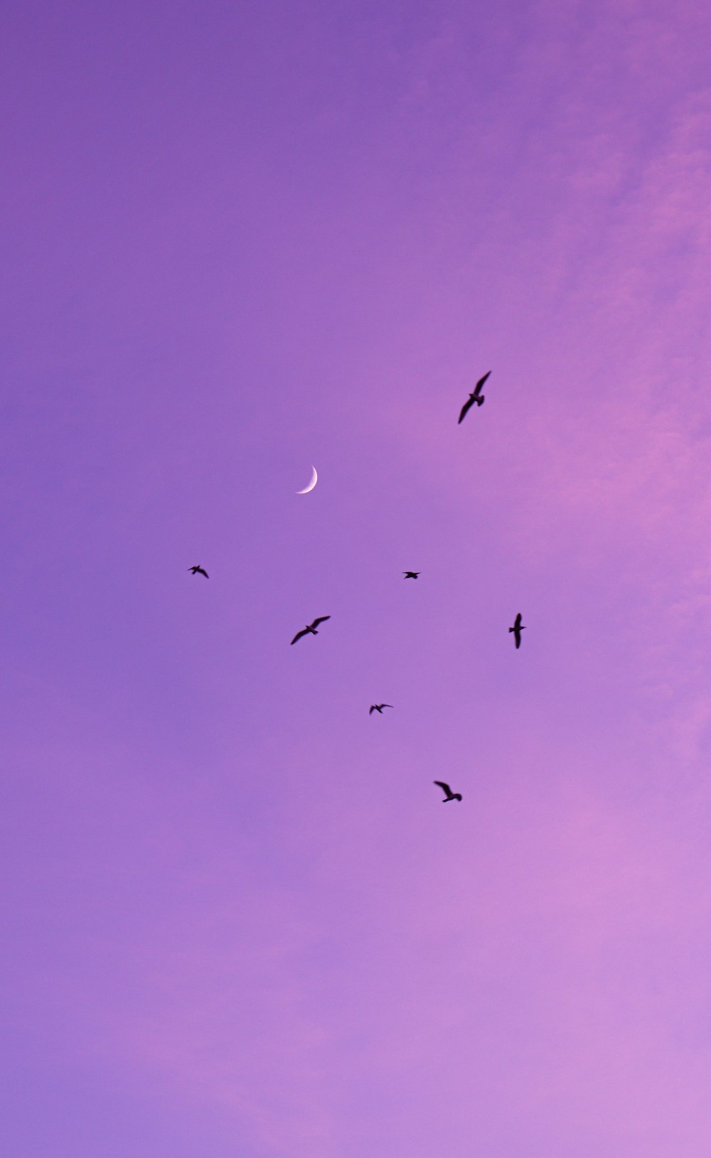 pássaros voando no céu