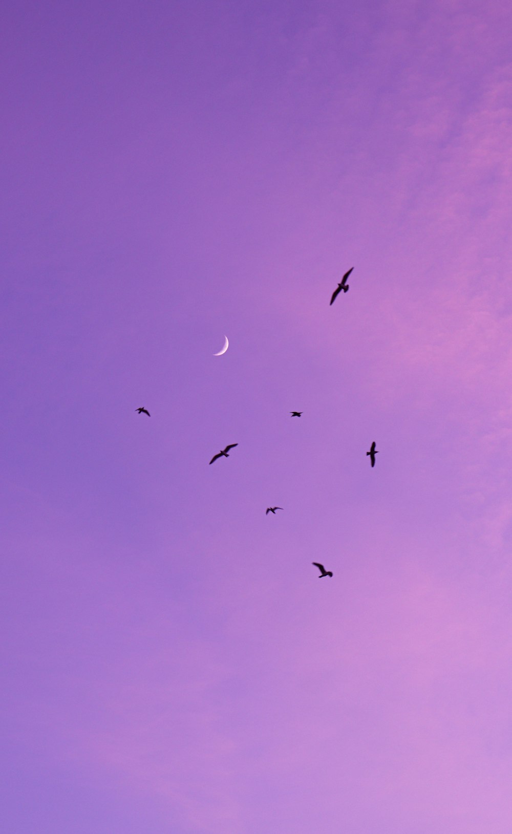 birds flying in the sky