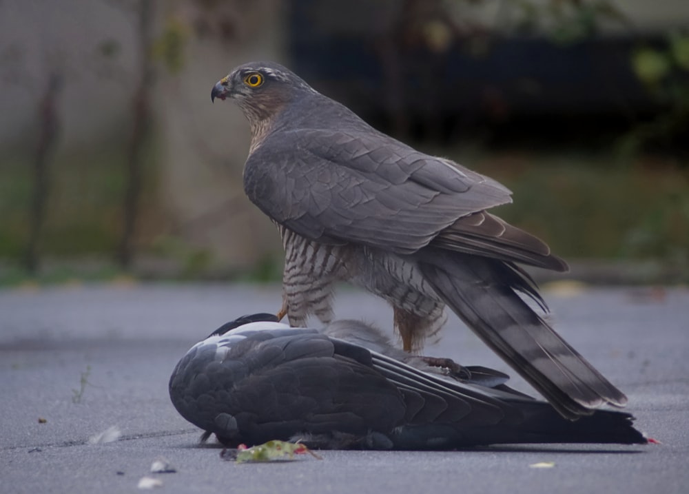 Ein Vogel steht auf einer Schildkröte