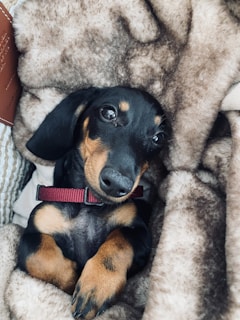 A black and tan dachshund puppy with a red collar is lying comfortably on a soft, brown and tan blanket. The puppy looks relaxed and is gazing upward.