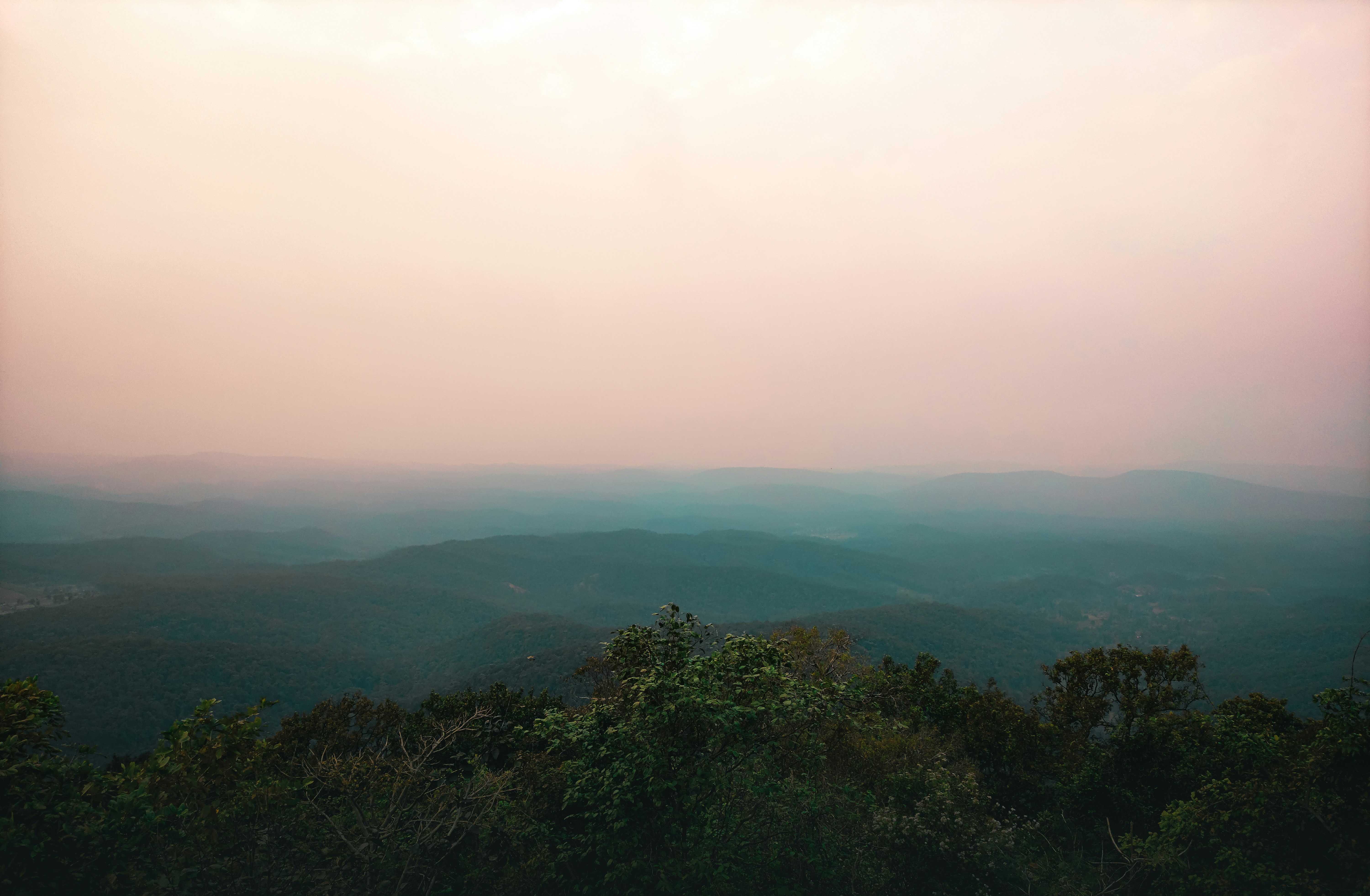 a view of a forest