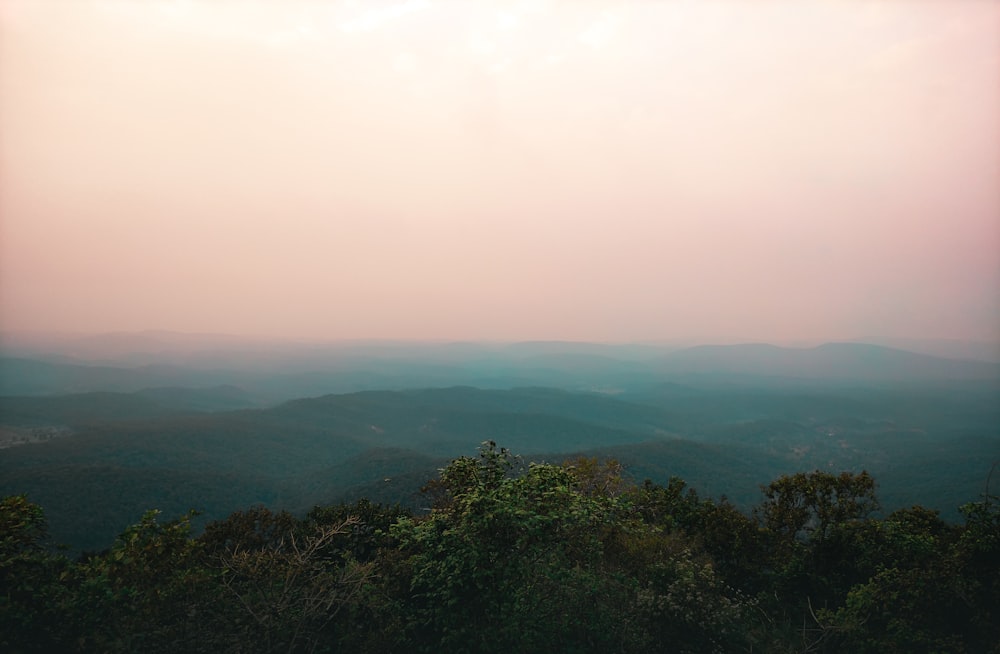 a view of a forest