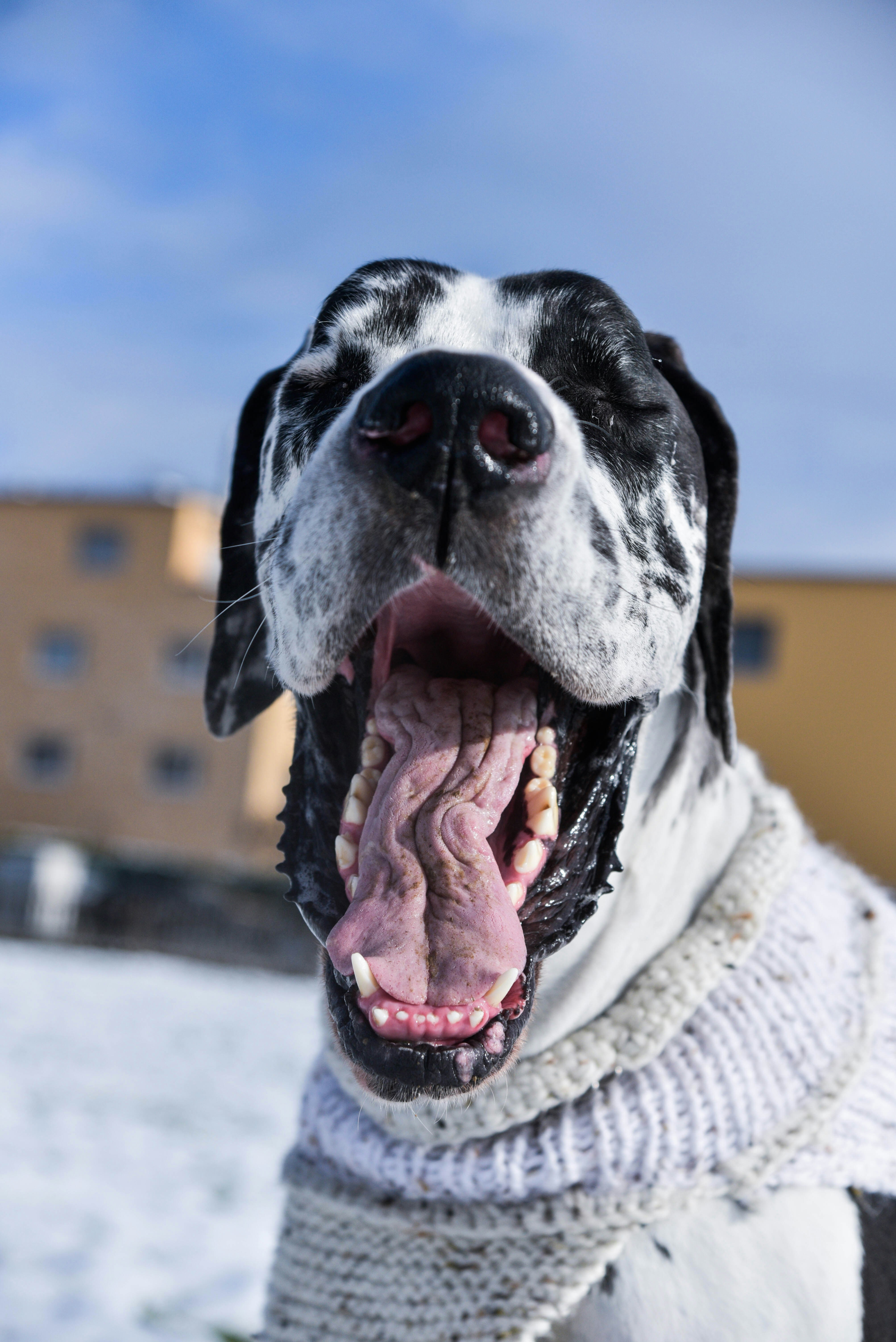a dog with its mouth open