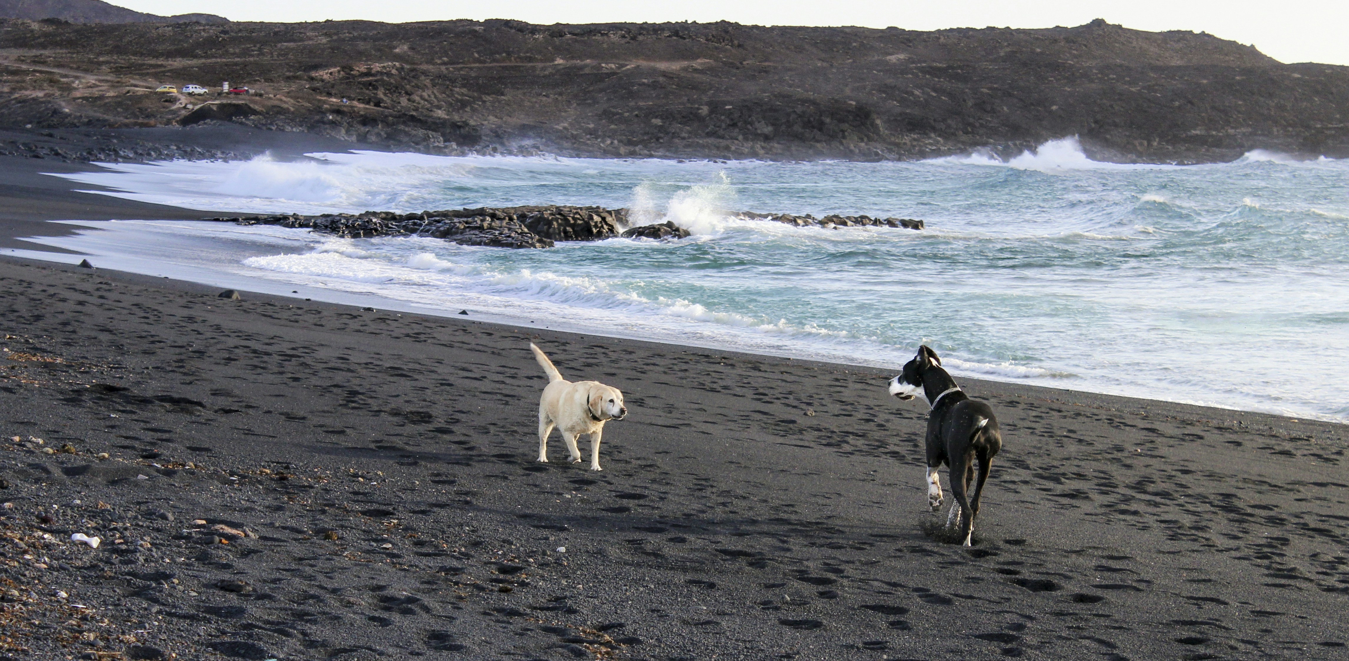 dogs running on the beach