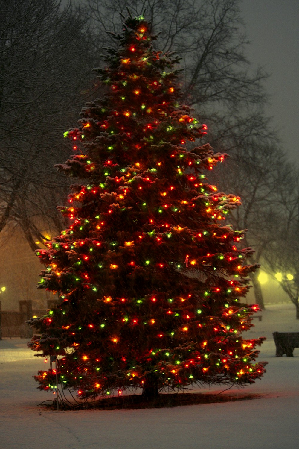 a tree with lights on it