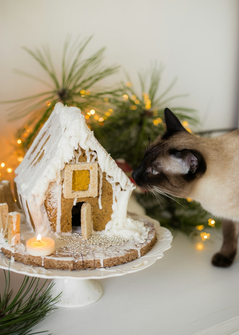 a cat looking at a gingerbread house