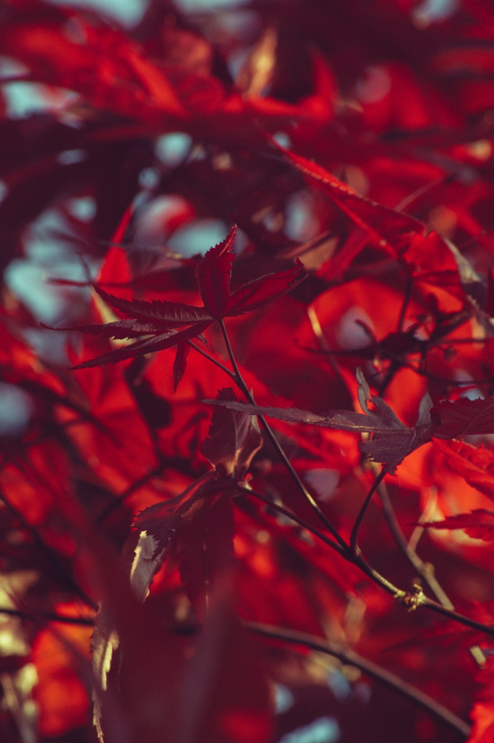 a close up of a red leaf