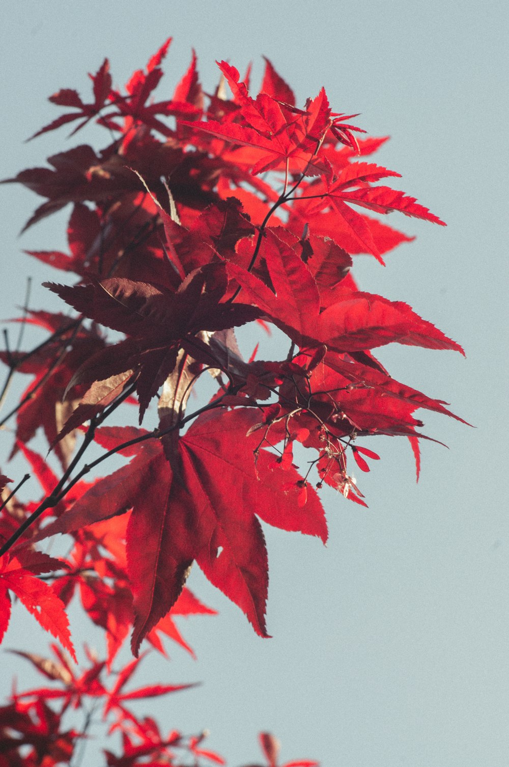 a close up of a red leaf