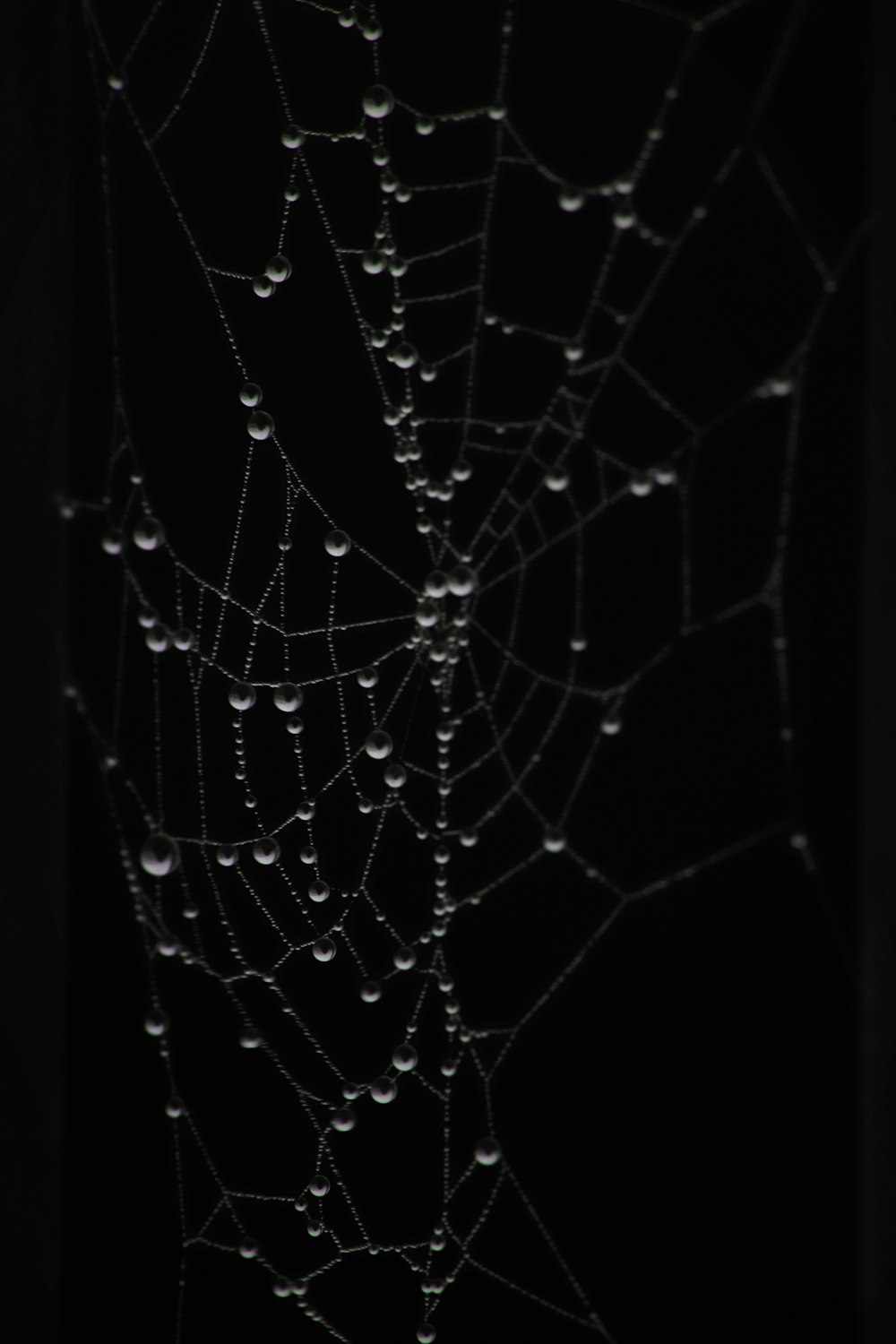 a close-up of a spider web