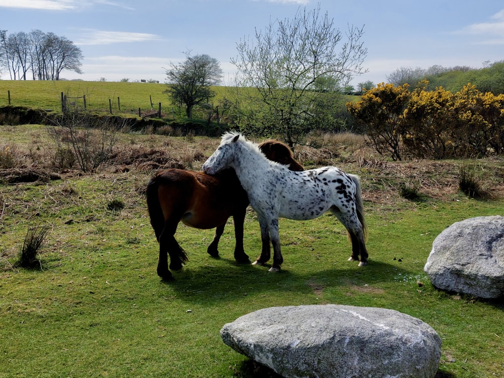 a group of horses stand near each other