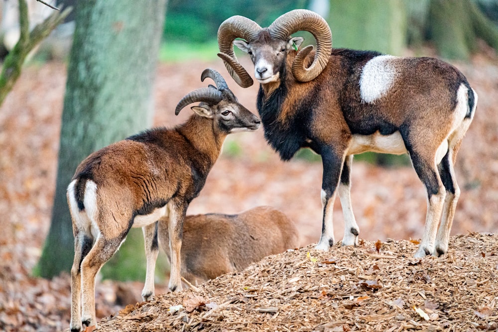 a group of animals stand near each other