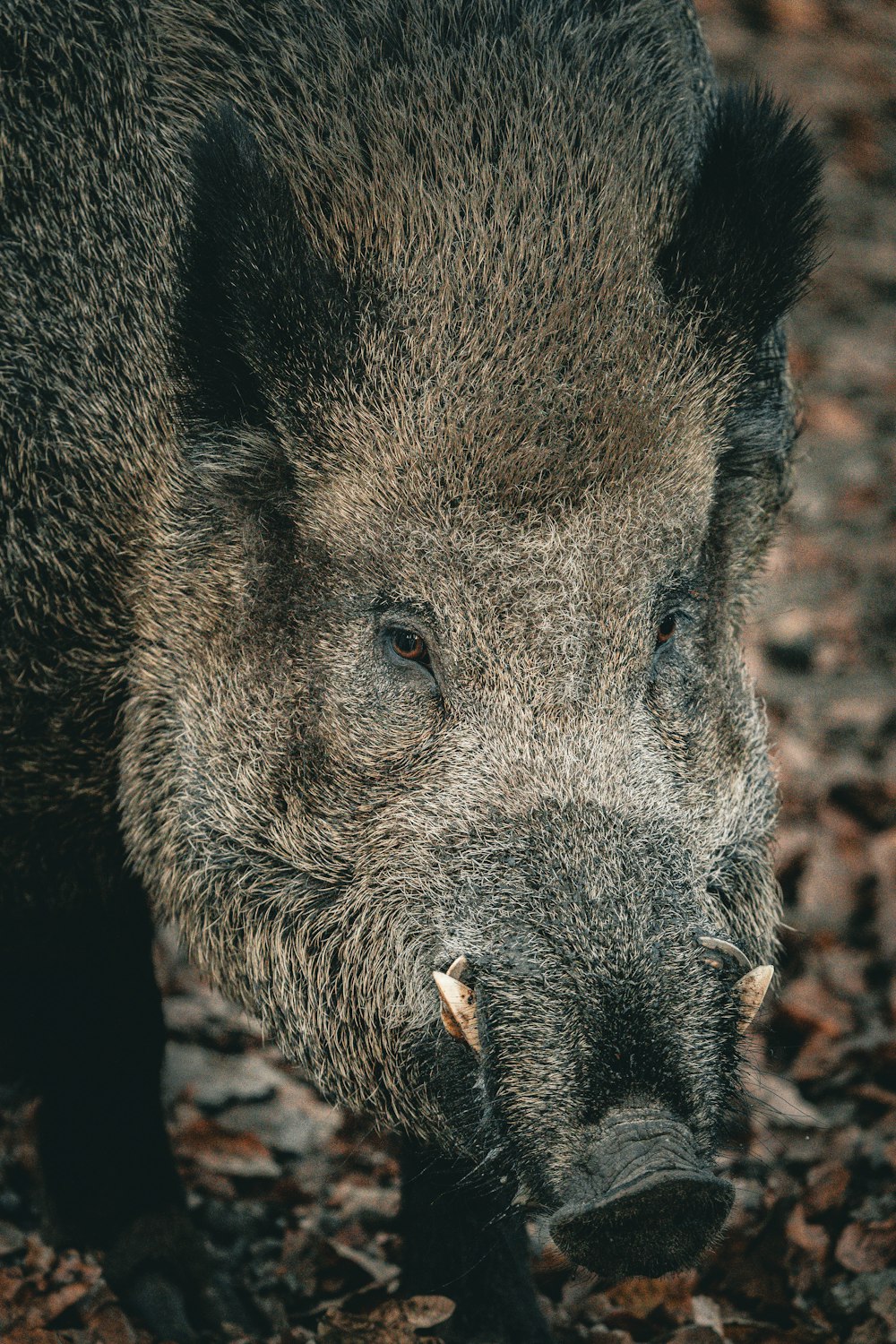 a close up of a koala