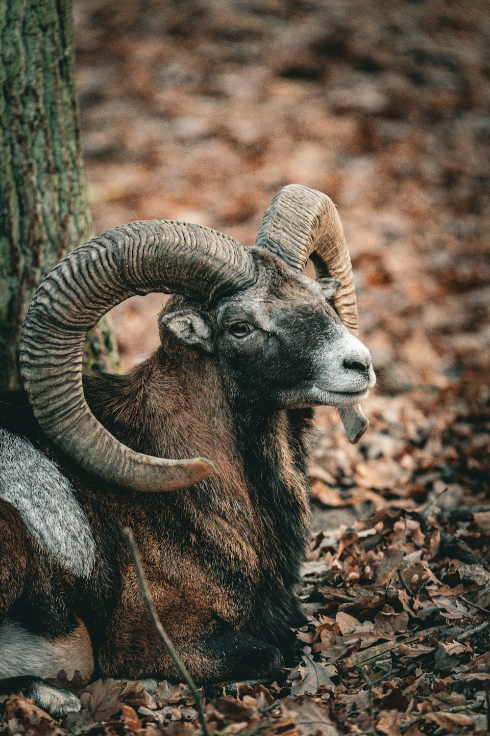 a ram with horns