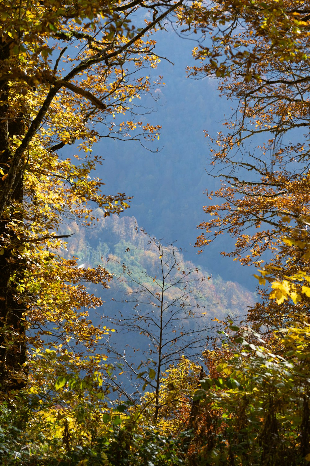 a view of a mountain from a forest