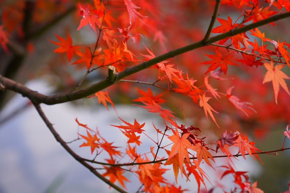 a close up of a tree branch