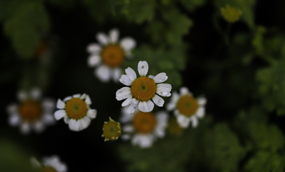 a group of white and yellow flowers