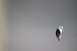 Bird in mid-flight between perches spaced 2-4 feet apart, demonstrating advanced reflex training.