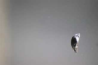 Bird performing a controlled short flight between two perches spaced 3 feet apart.