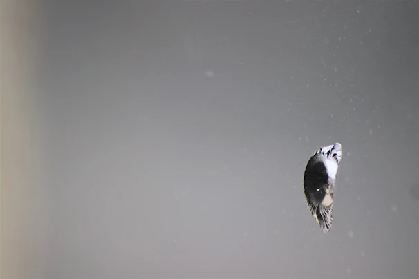 Bird performing a controlled short flight between two perches spaced 3 feet apart.