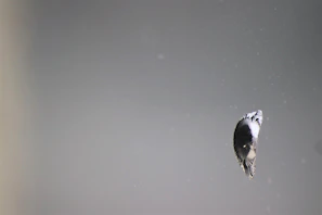 Bird in mid-flight between perches spaced 2-4 feet apart, demonstrating advanced reflex training.