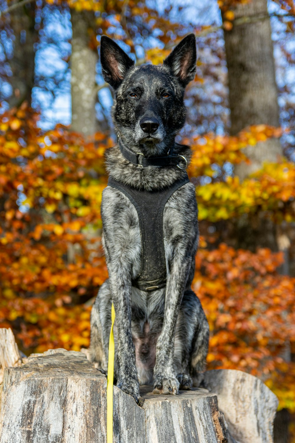 a dog sitting on a stump