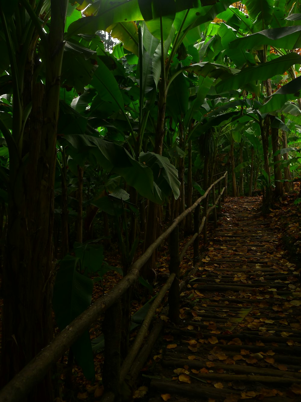a path through a jungle