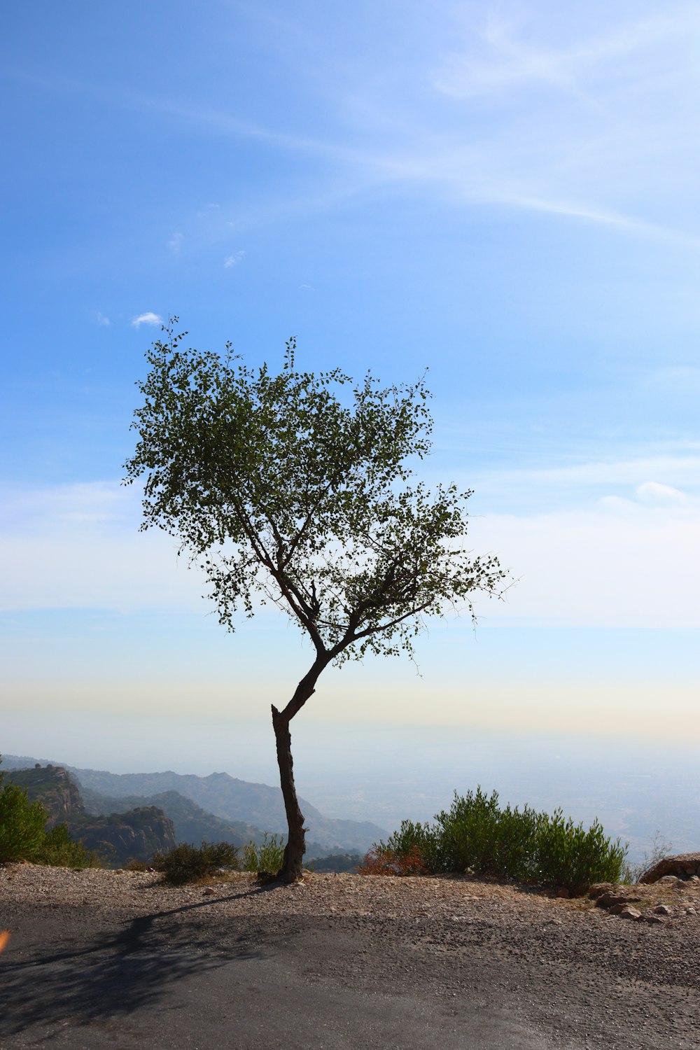 a tree on a dirt road