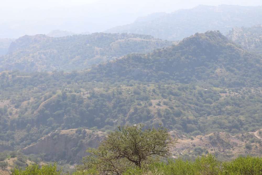 a tree in a valley