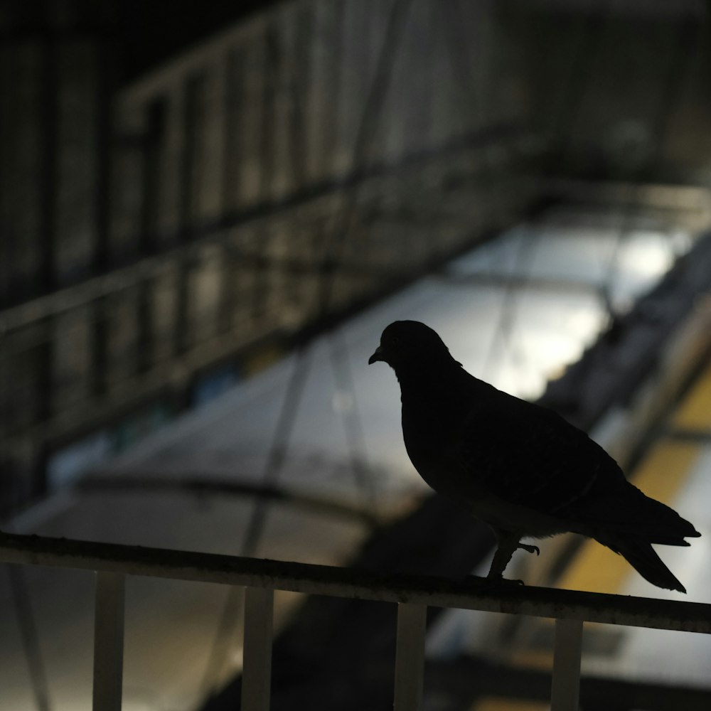 a bird on a railing