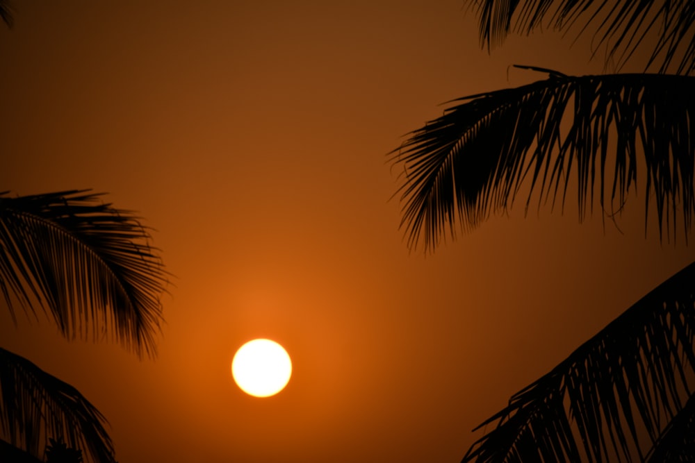 a sunset with palm trees