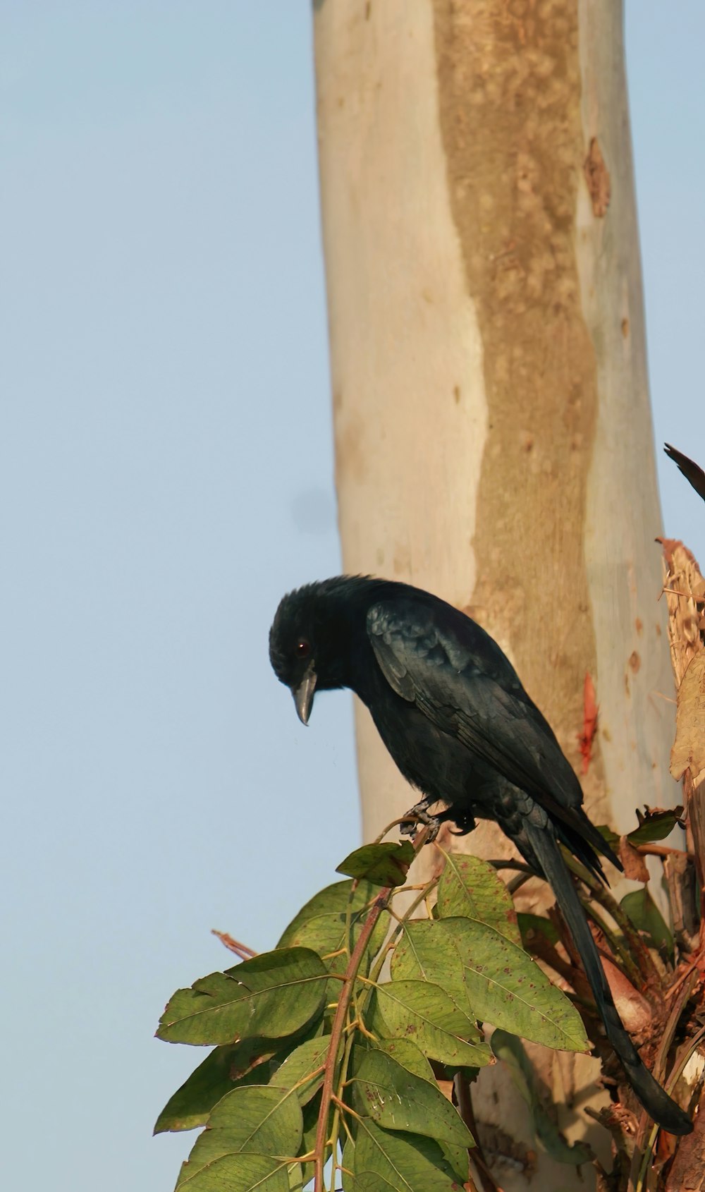 a bird perched on a tree