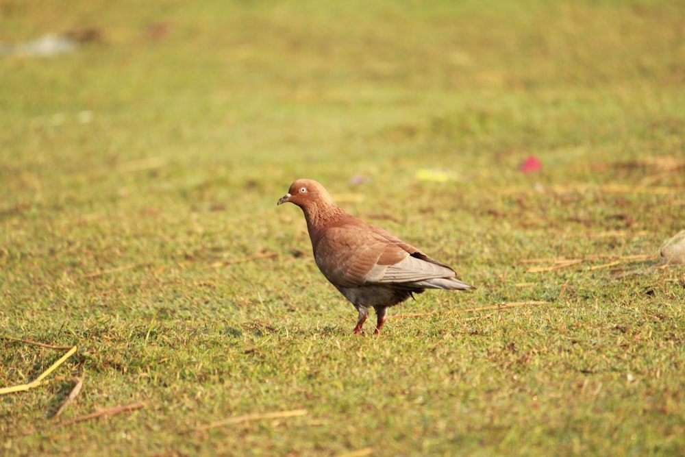 a bird standing on grass